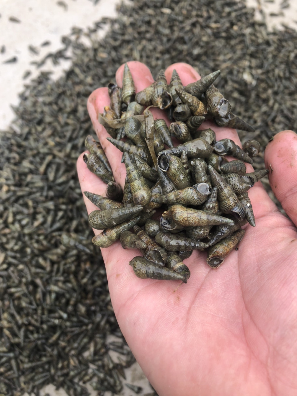 海瓜子小海螺丝鲜活海鲜海抽海瓜子鲜 海螺丝新鲜小海锥螺