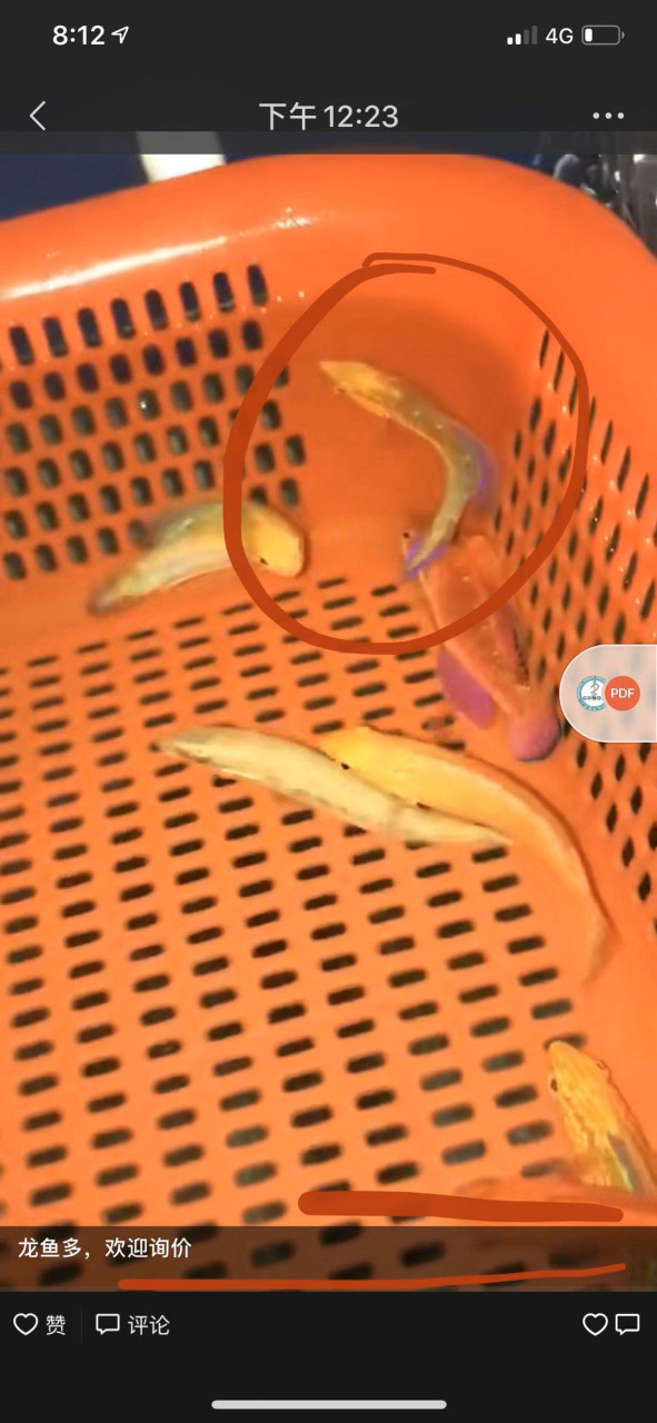 桃尾仙女龙,美美哒