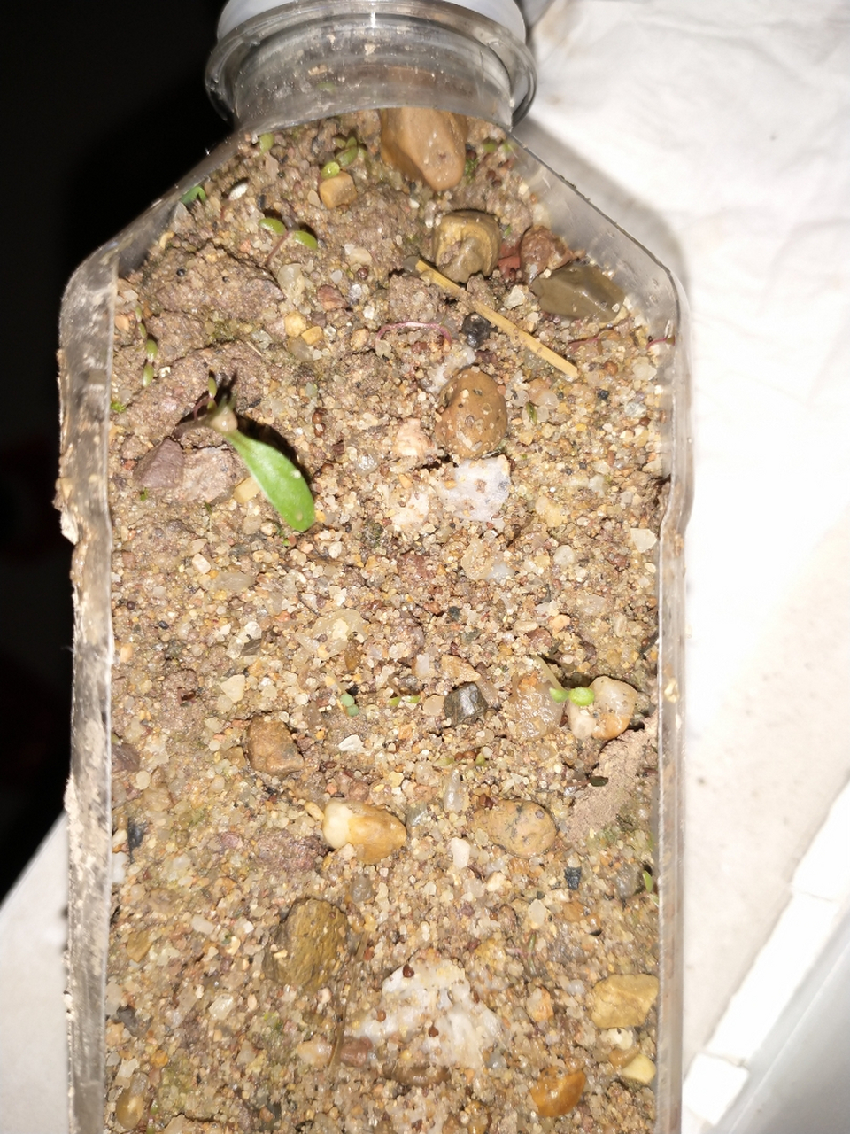 网上买的草莓种子,发芽了,麻烦大神看看是不是真的