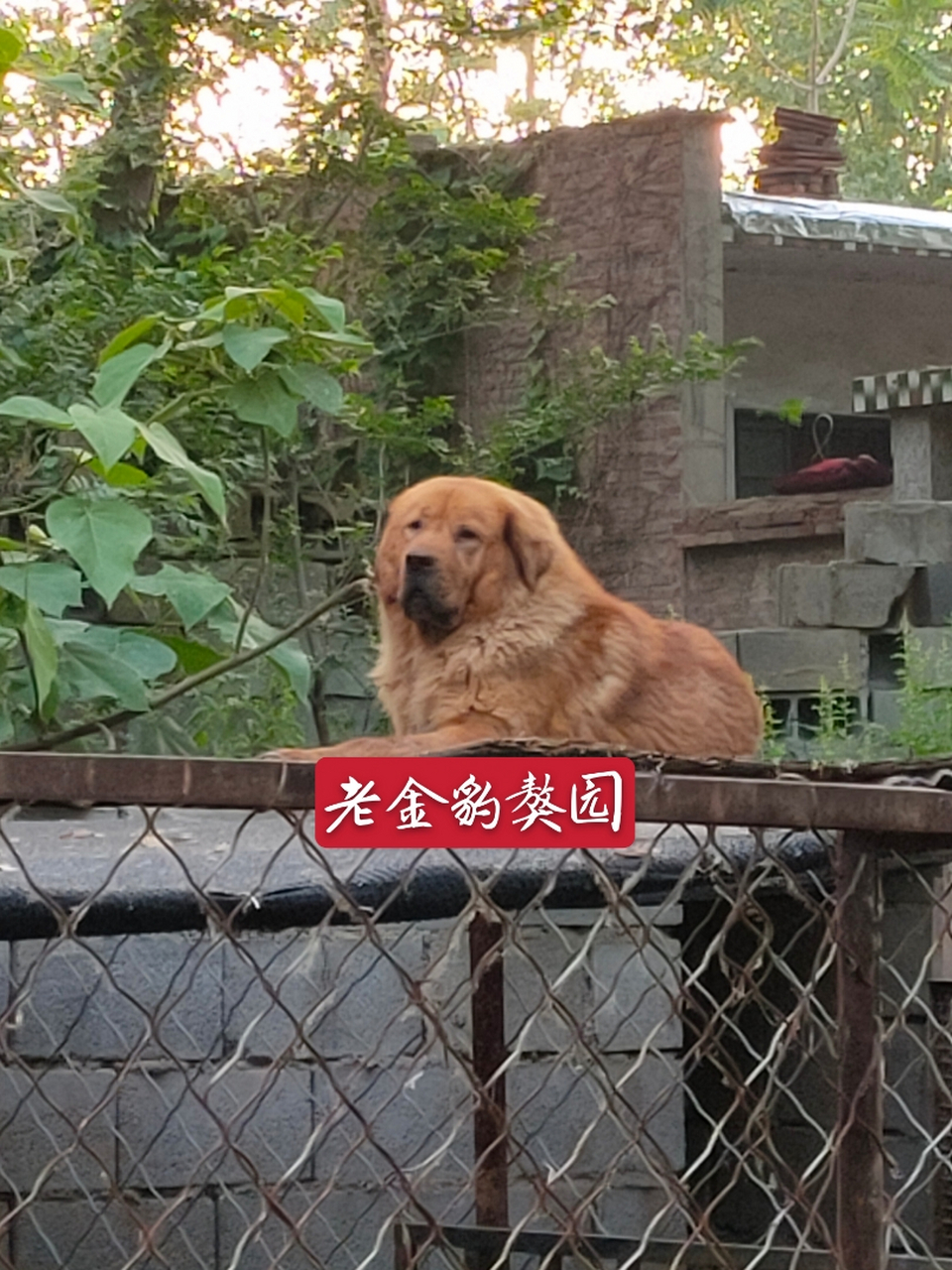 老金豹藏獒图片