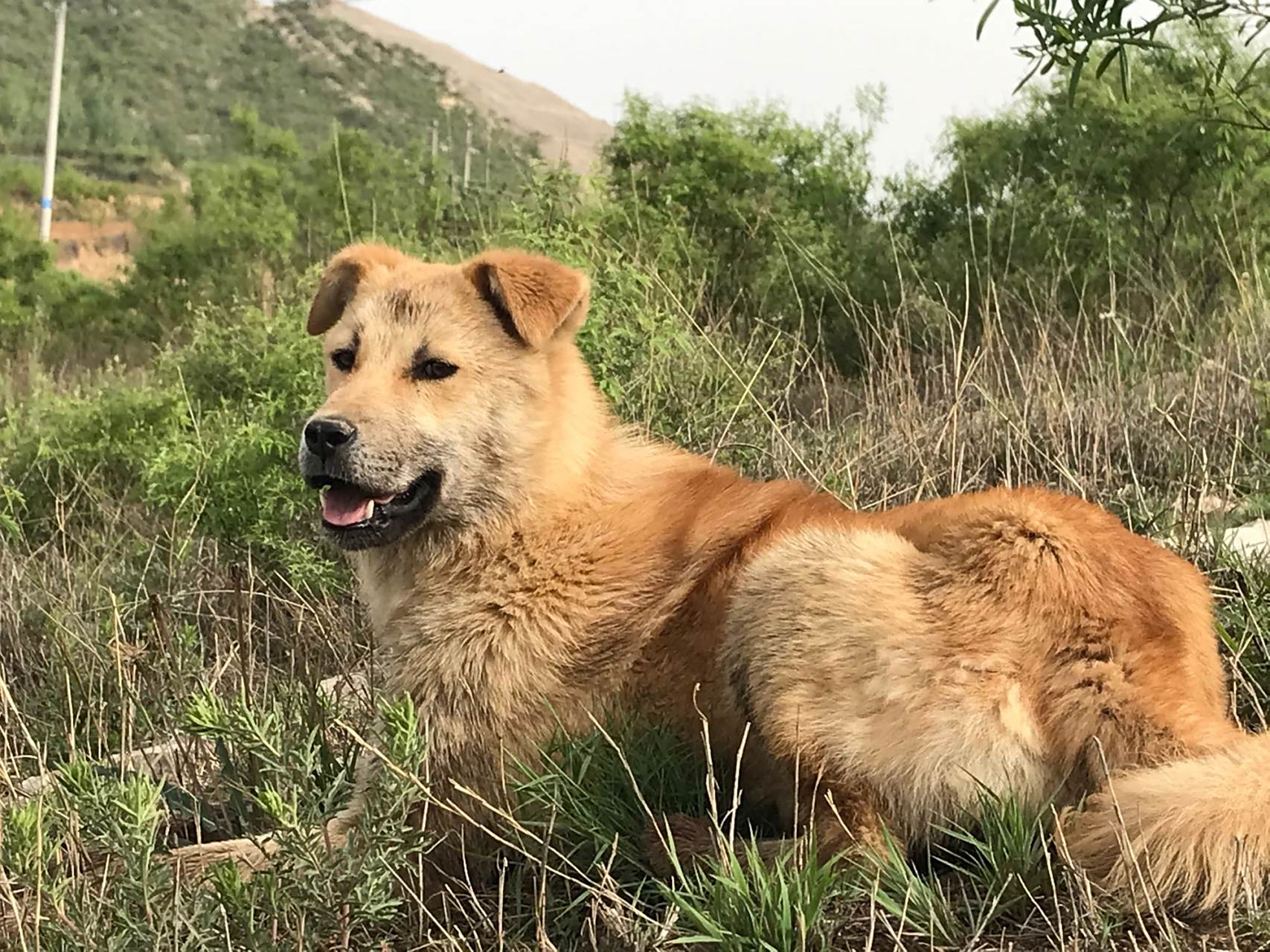 太行犬,是个人生命的另一种存在
