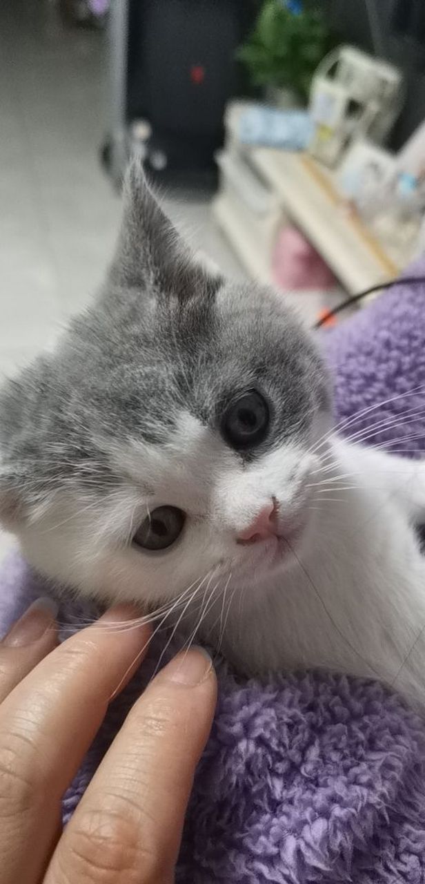 出自家繁育的英短蓝白,母,两个月,能吃猫粮会用猫砂,想要的留言!