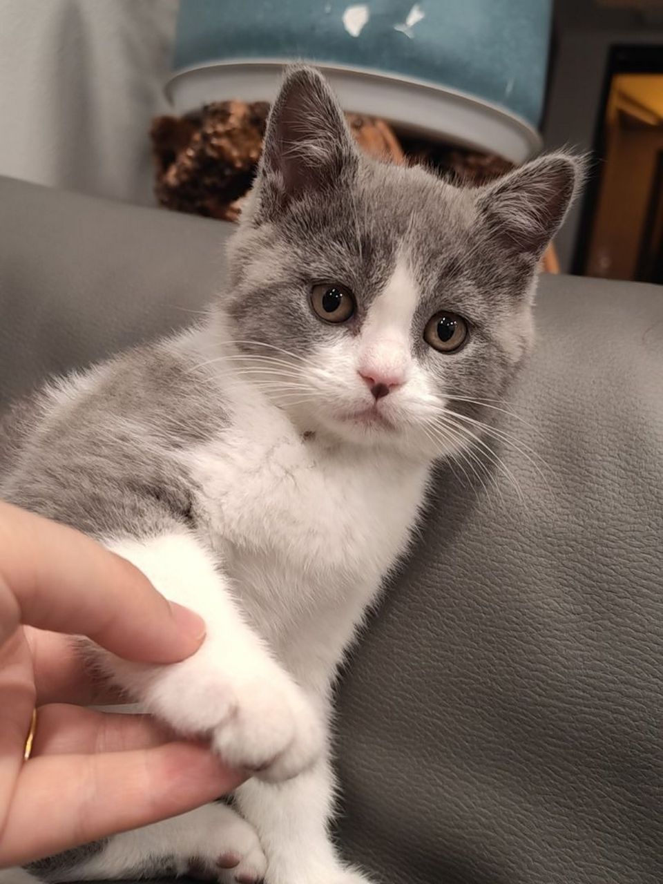 出小猫,英短蓝白,公,2个月,看中的留言