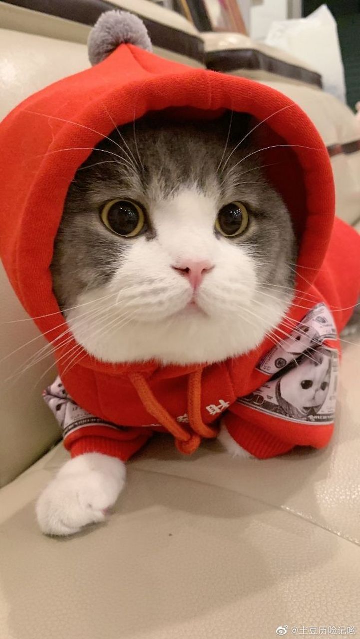 你们知道抖音上那个id是乐乐的土豆的那只土豆,买它的店家微信是啥