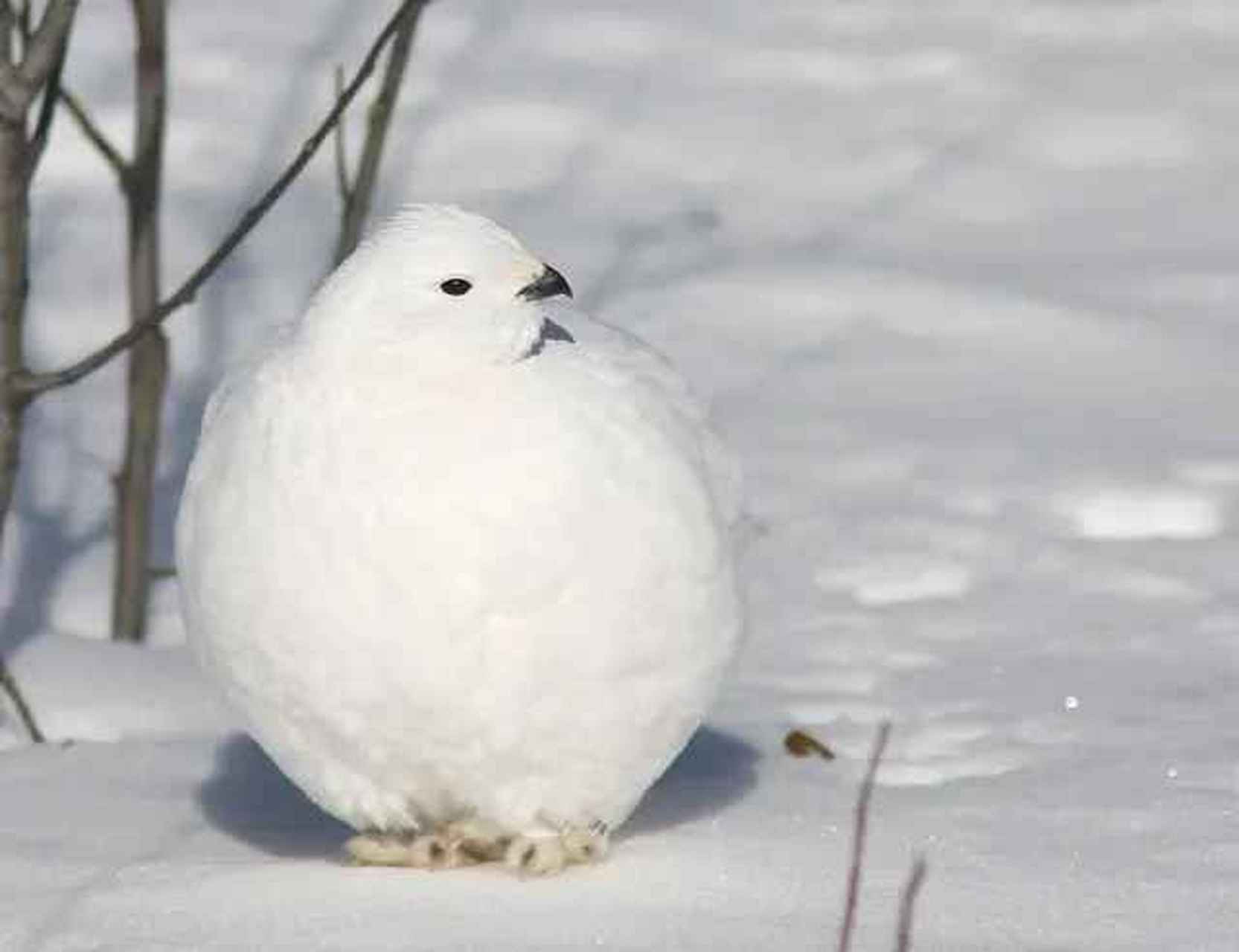 冬天,雷鳥喜歡一頭扎進積雪裡,把自己埋得嚴嚴實實,在裡面睡覺