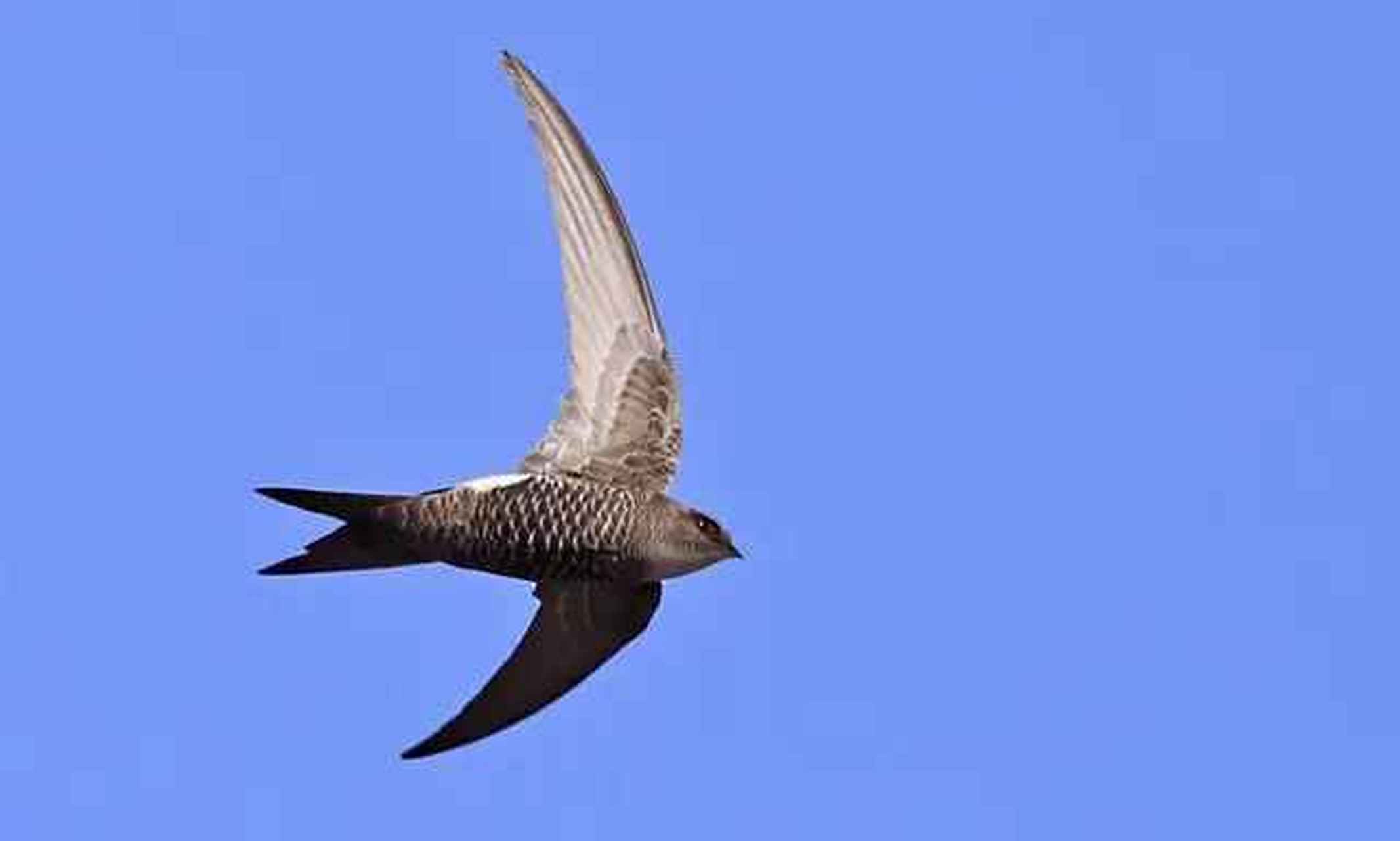 尖尾雨燕每天可飞越800公里,它们不但在空中捕食,还能在空中喝水和