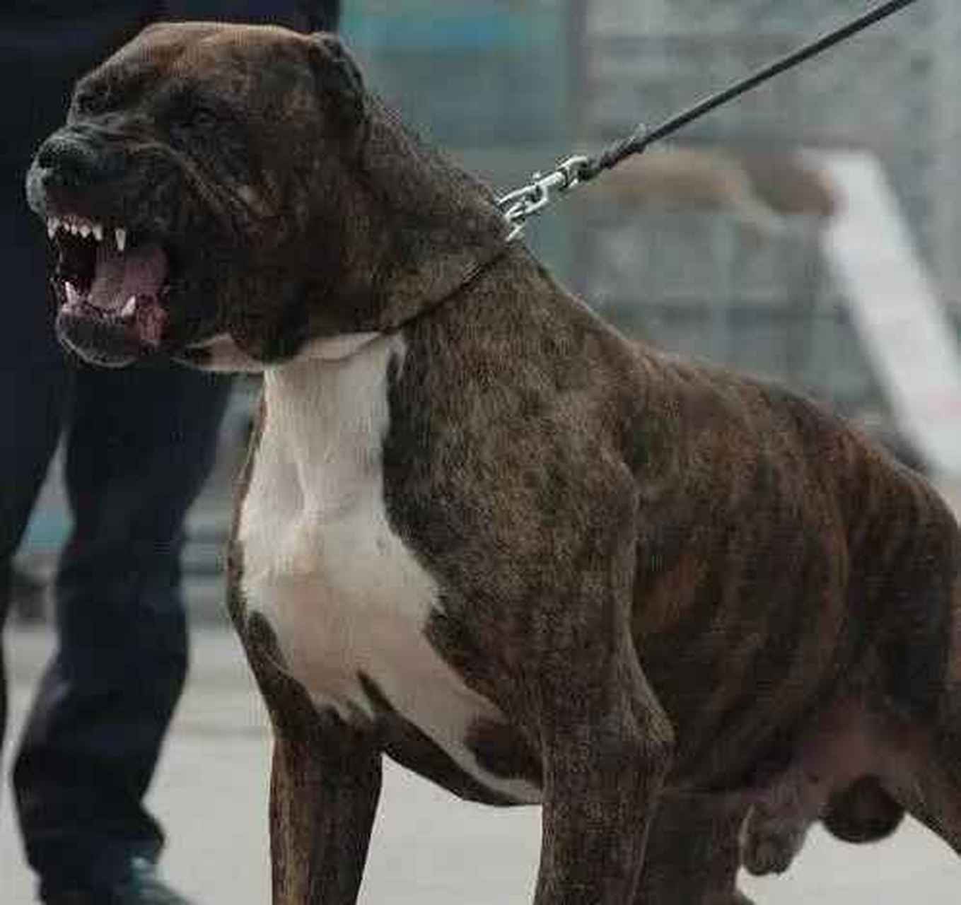 纽波利顿犬,纽波利顿是一种表情凶猛,强壮有力,外观漂亮的猛犬.