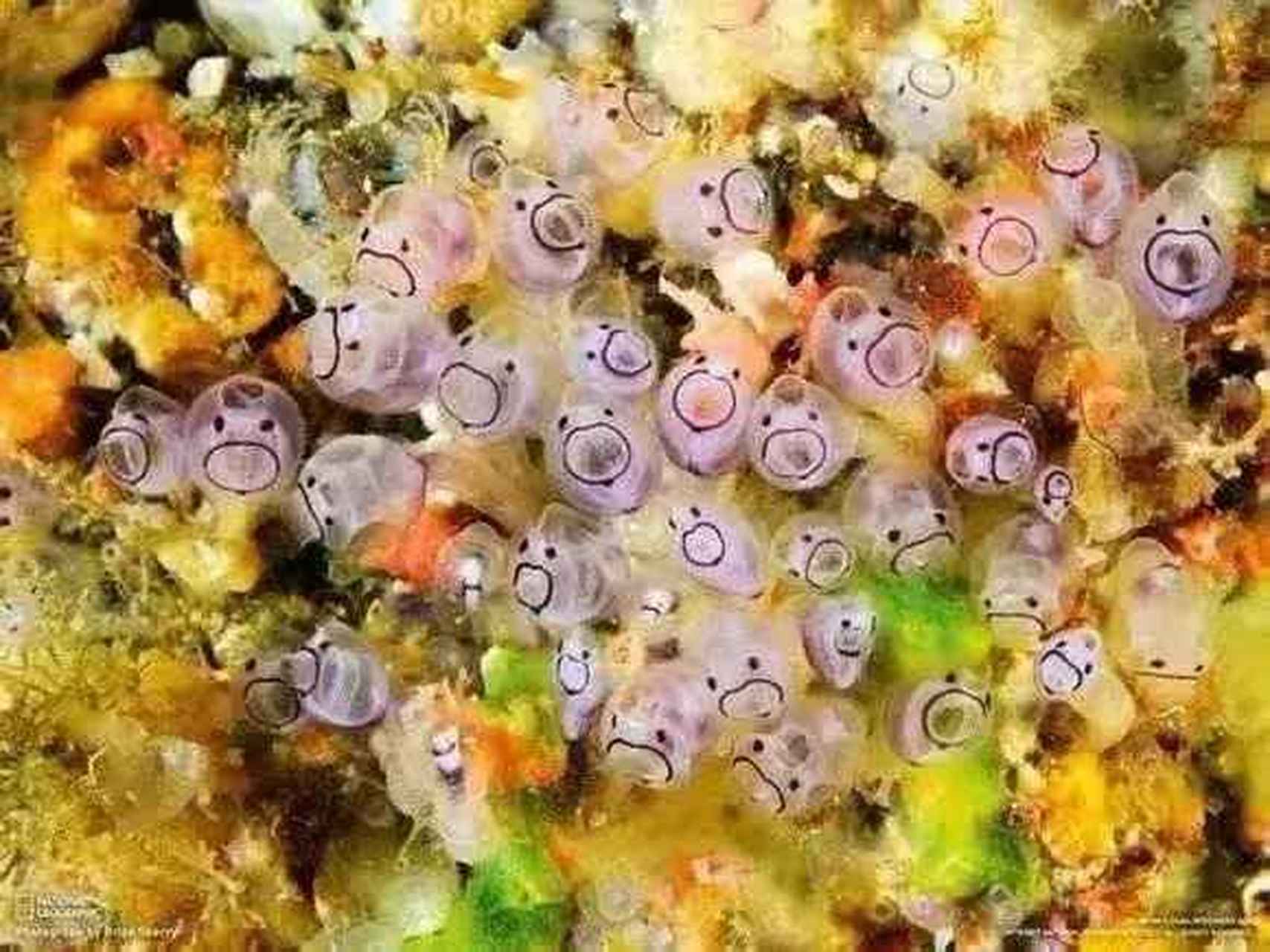 这货是海洋生物,海宝以前发过它的视频,因形状像菠萝,又称海中菠萝.