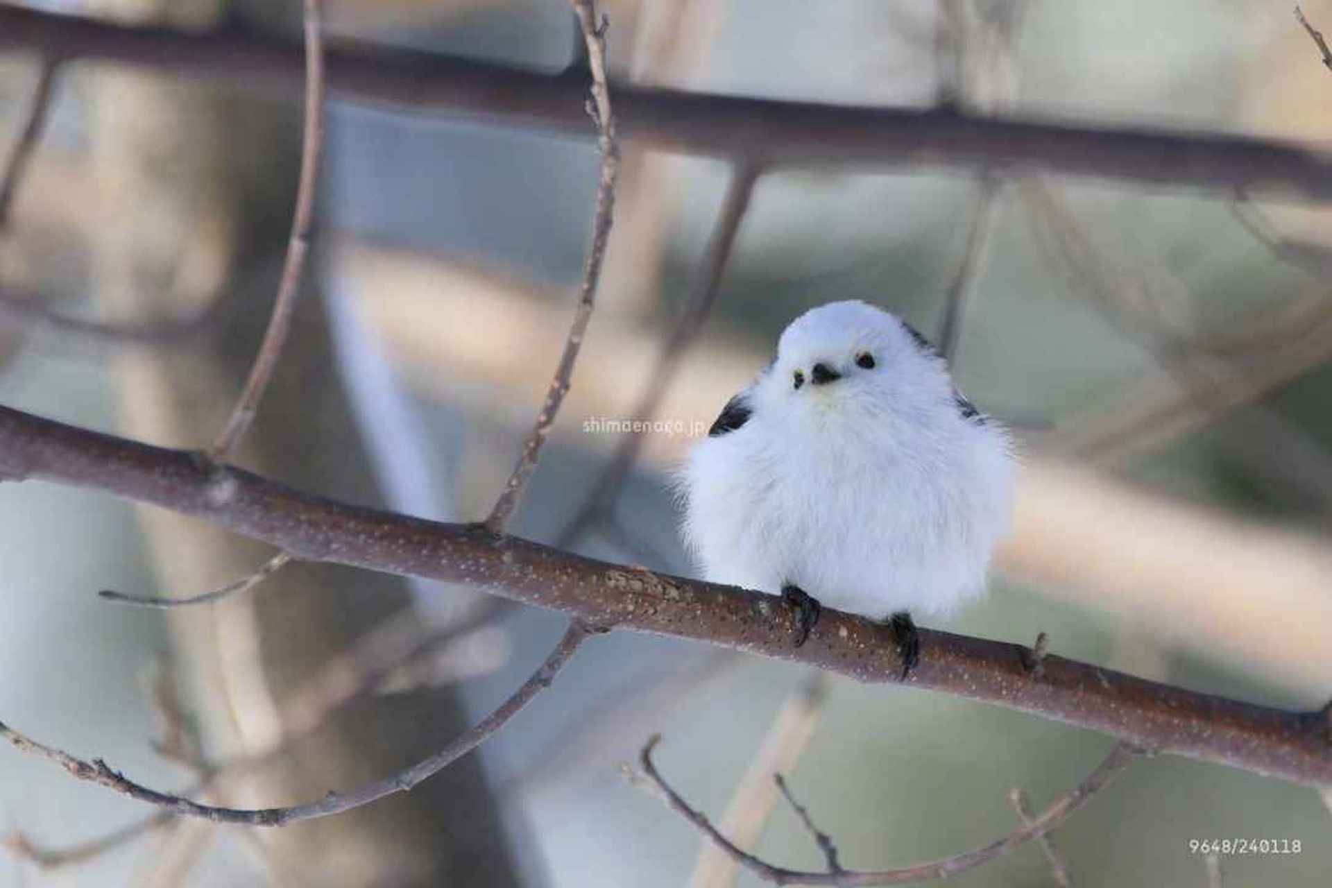 银喉长尾山雀 银喉长尾山雀(学名:aegithalos caudatus:共有19个亚种