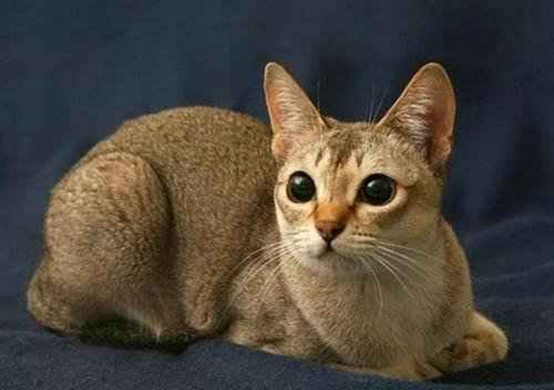 singapura新加坡猫