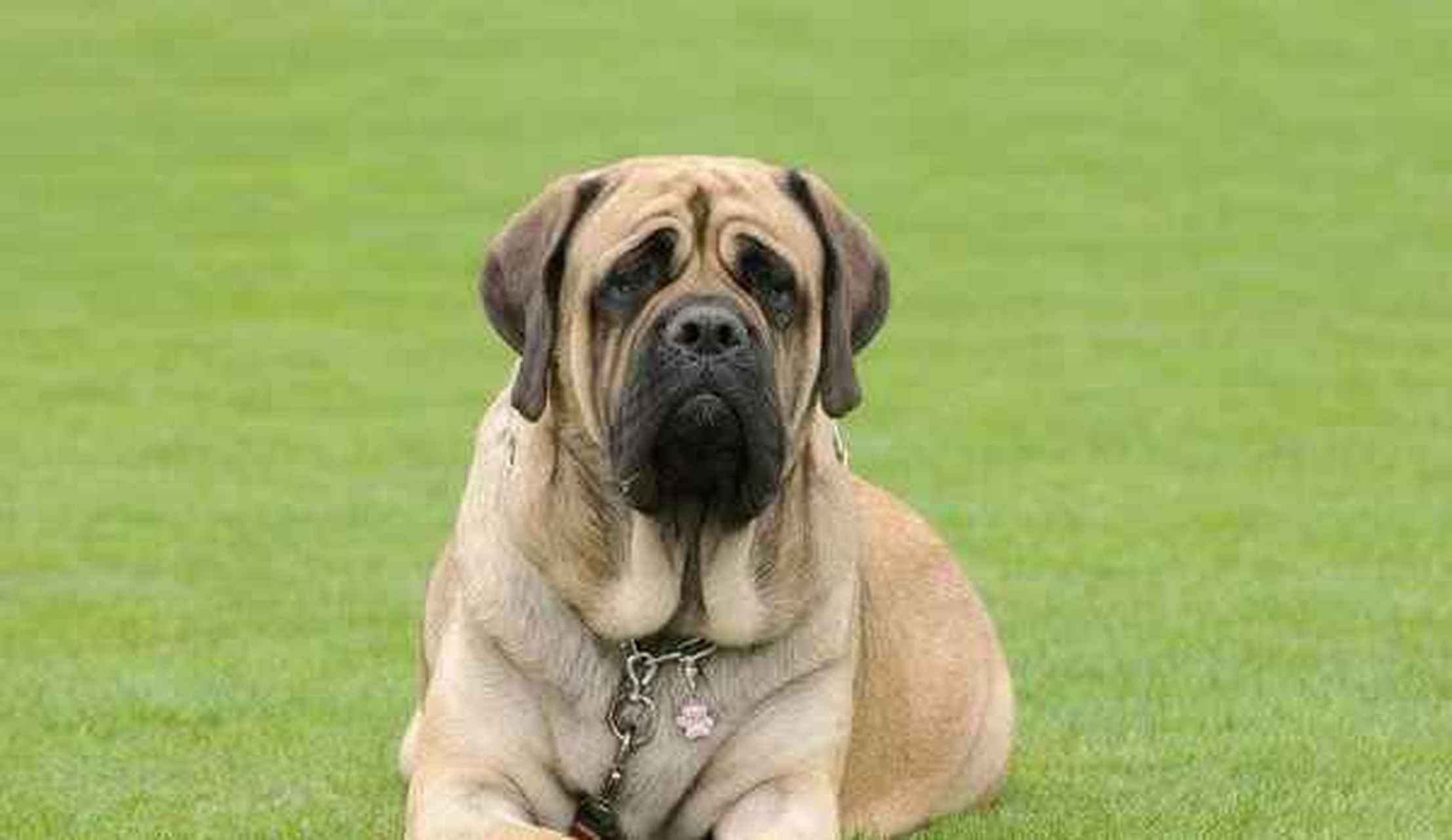 英国獒:英国獒体型非常巨大,一只爪子有足球一般大,号称是英国的国犬