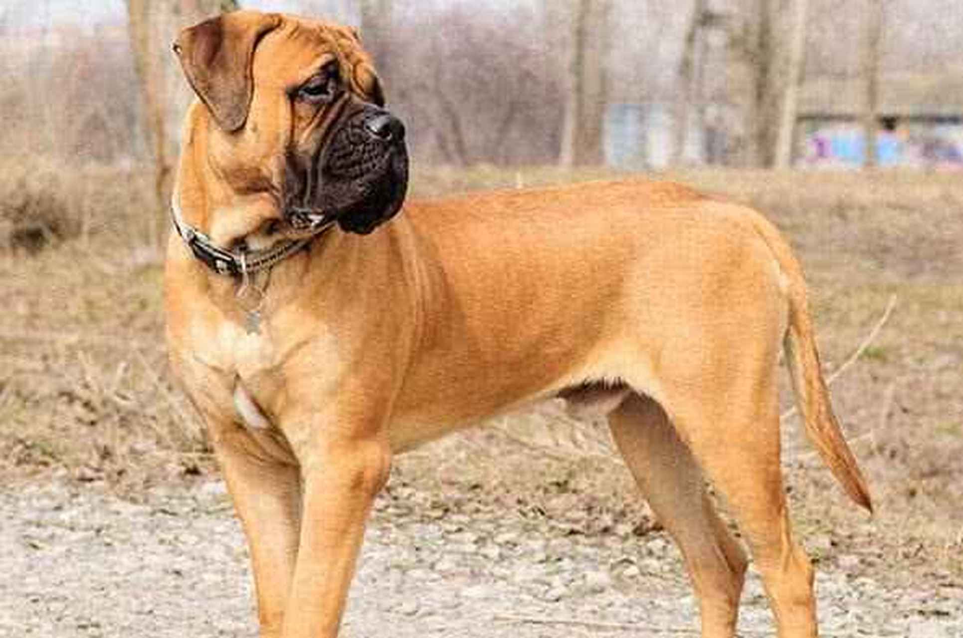 马士提夫犬:是目前世界上体型最大的一种犬,雄性犬身高最低有76厘米
