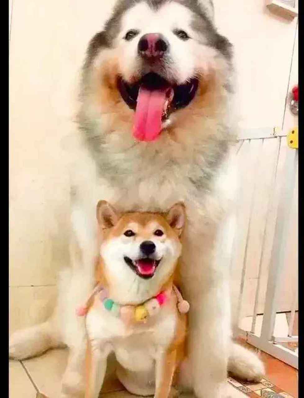 阿拉斯加:君子报仇十年不晚,嘿柴犬,你还敢骑我身上吗?