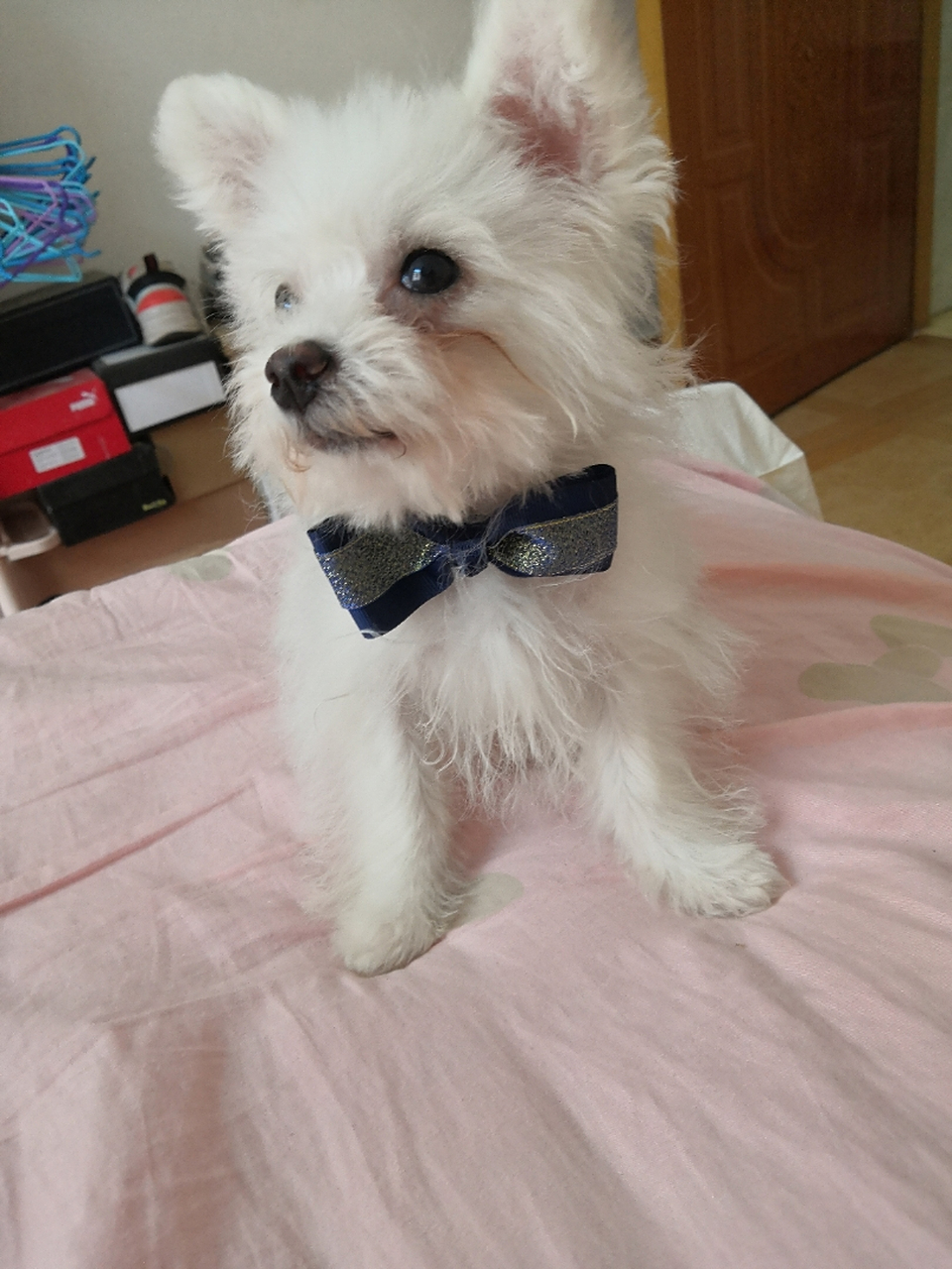 比熊和博美杂交出来的狗狗是长我这样的吗?