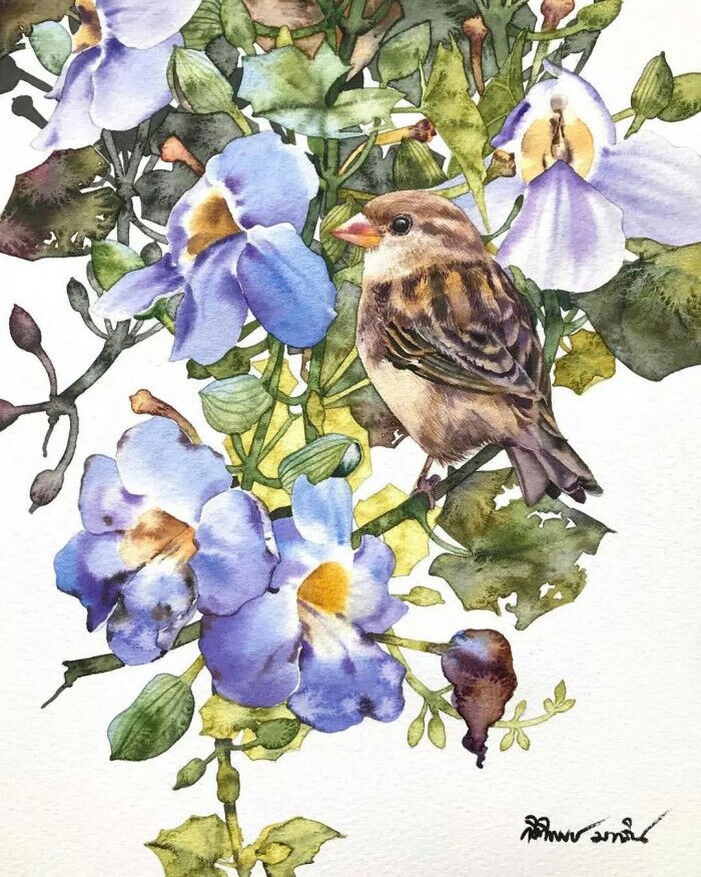 bachelor button - single blessedness  矢车菊 - 单身的幸福