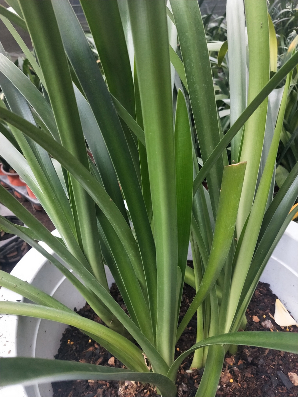 细叶君子兰盆景