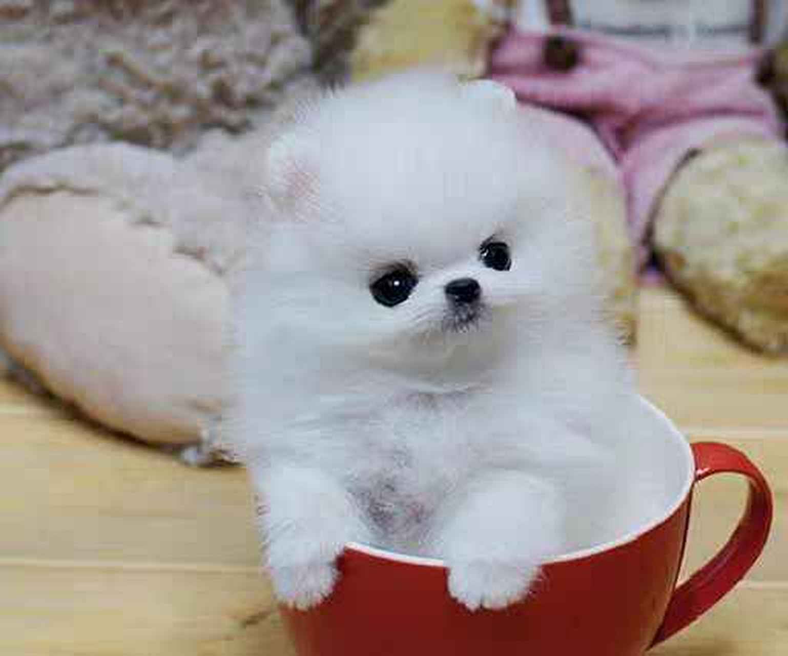 有点怒气冲冲的小茶犬,有木有很可爱