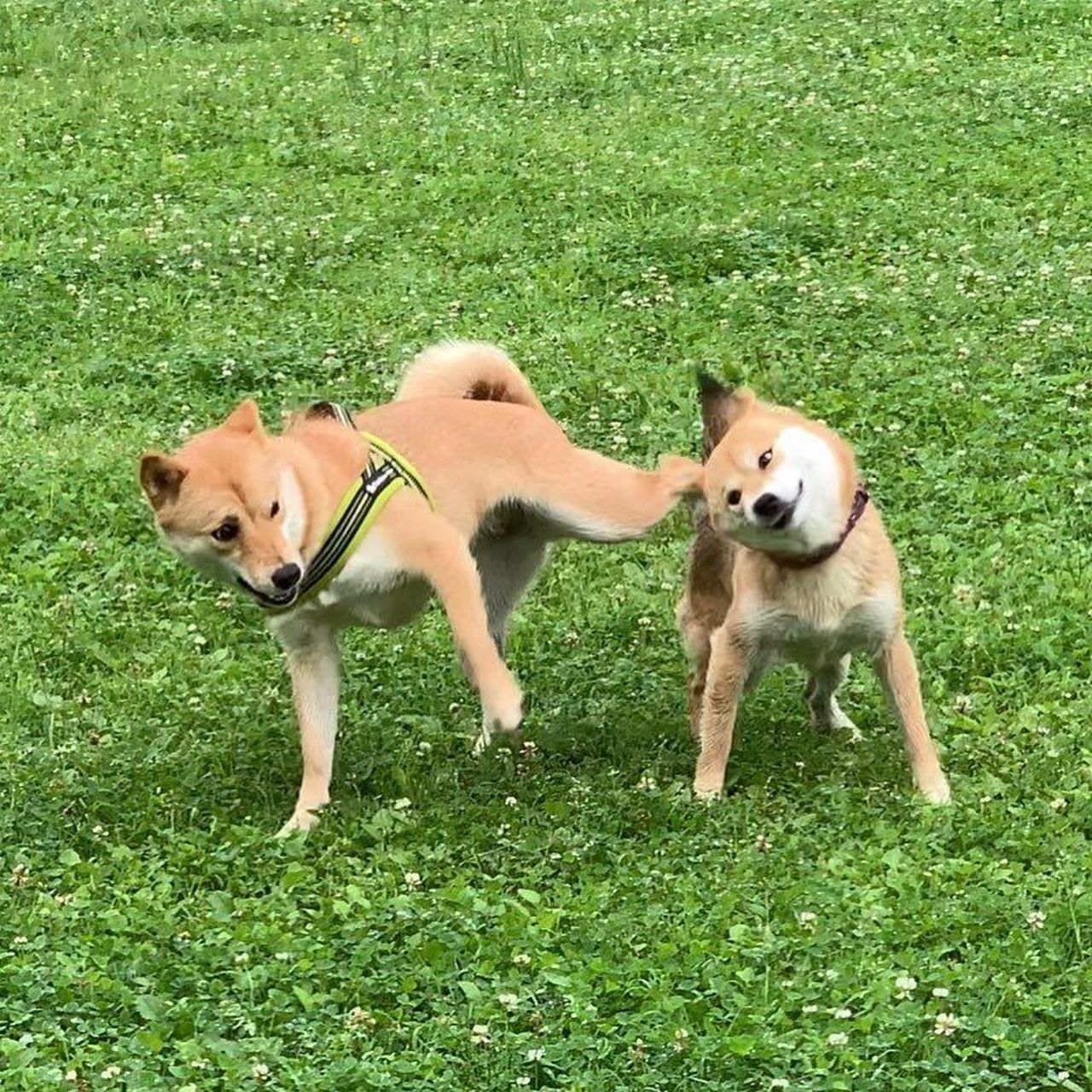 这难道是,失传已久的大力金刚腿?让你吃我一脚,阿达