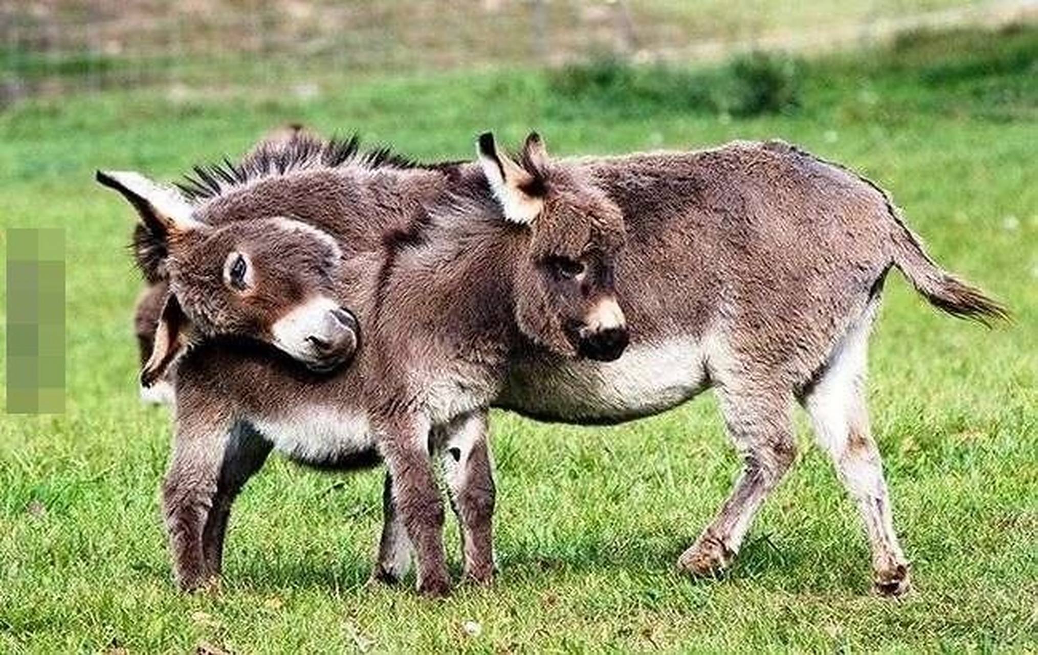 温驯可爱不亚于猫狗的迷你驴[偷笑]这长的太犯规了哈哈哈,娇小体型萌