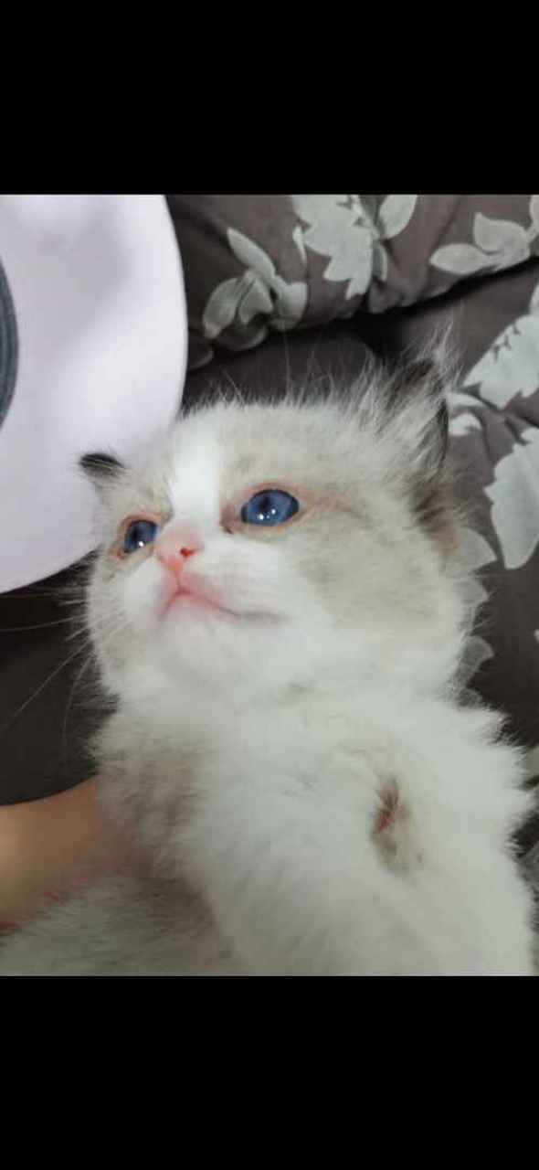 有没懂行的,帮忙鉴赏一下,满耳满背无色块海双母带血统.