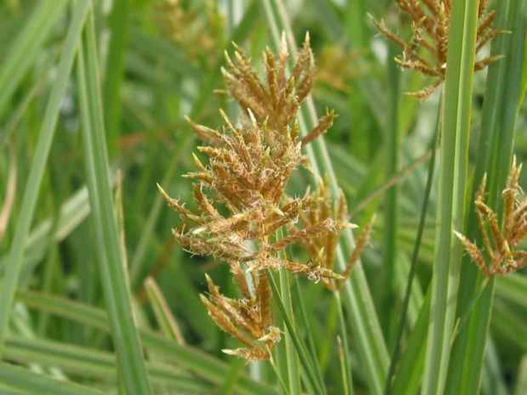 油莎草出油率30-40,其油色清澈微红,无沉淀,浓香无异味,含有丰富的