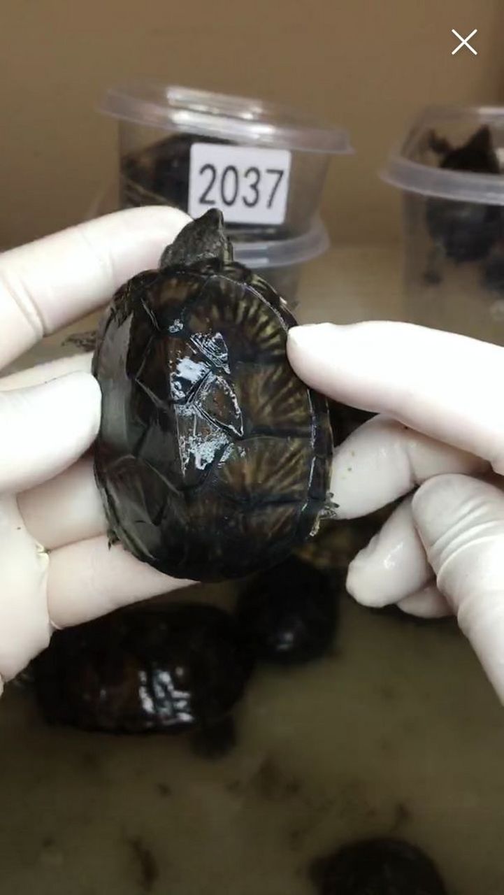 吧里大神给看看,这是刀香龟吗