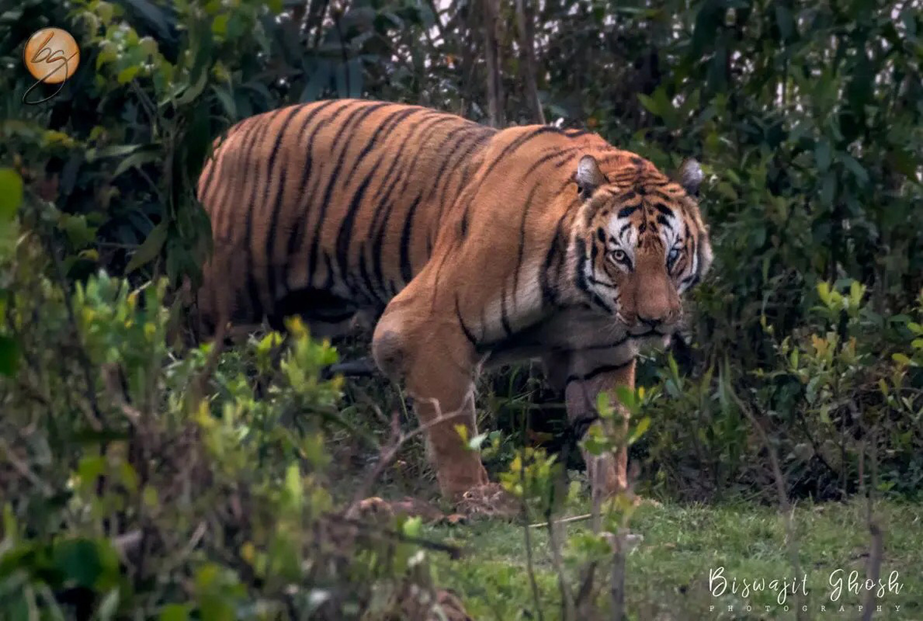 kzt085被老外称为谢利可汗 估计是看了迪士尼的谢利可汗也是个独眼龙
