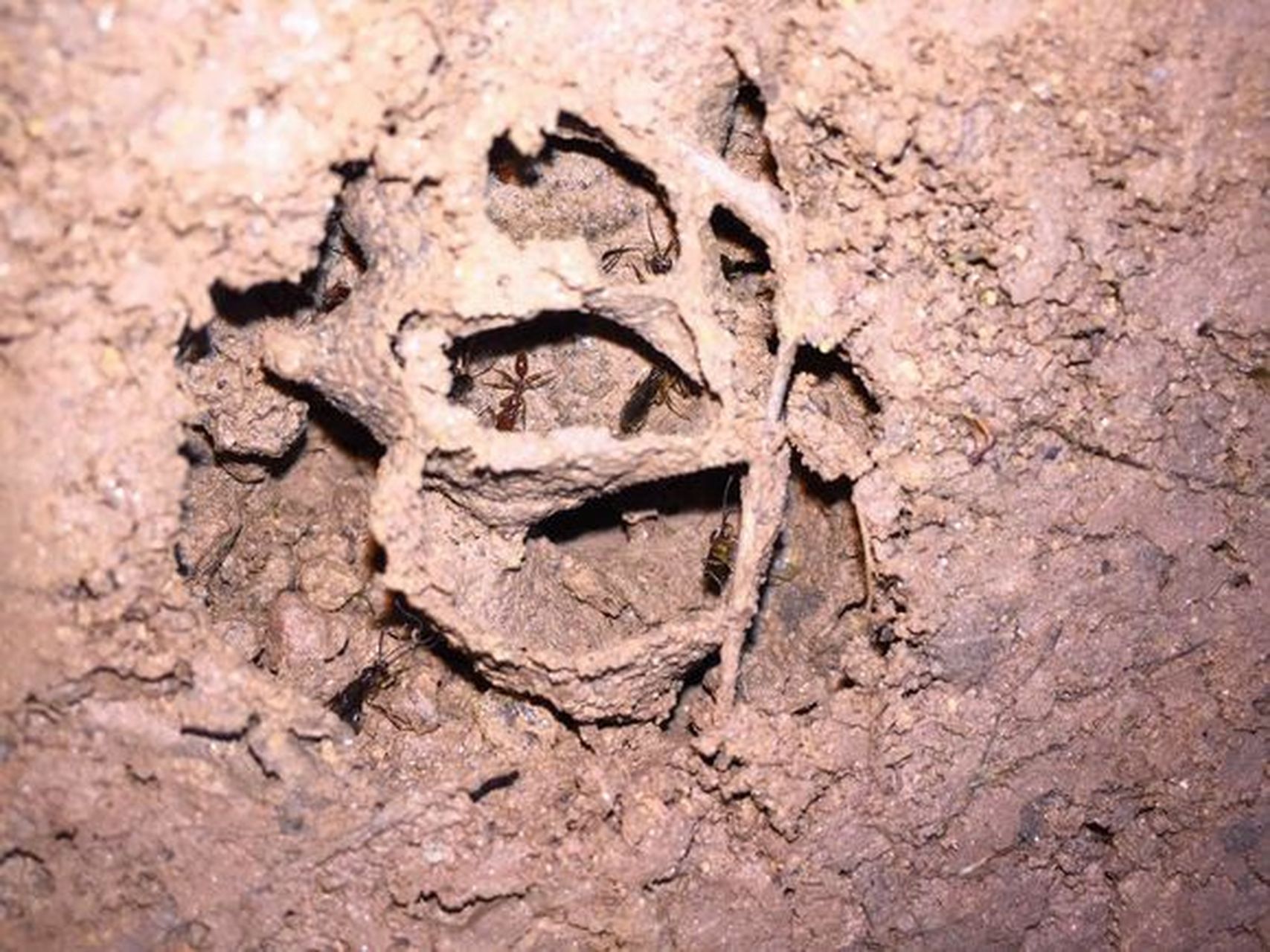 里氏钩猛蚁属夜行性蚂蚁,主要捕食小昆虫为食.