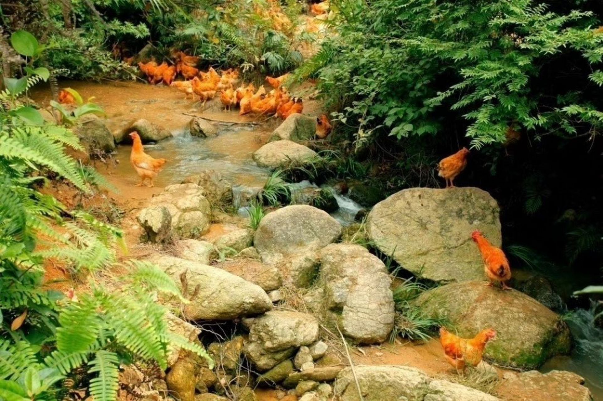 怀乡鸡(公鸡 怀乡鸡原产自广东省茂名市所属的信宜市怀乡镇,故怀乡鸡