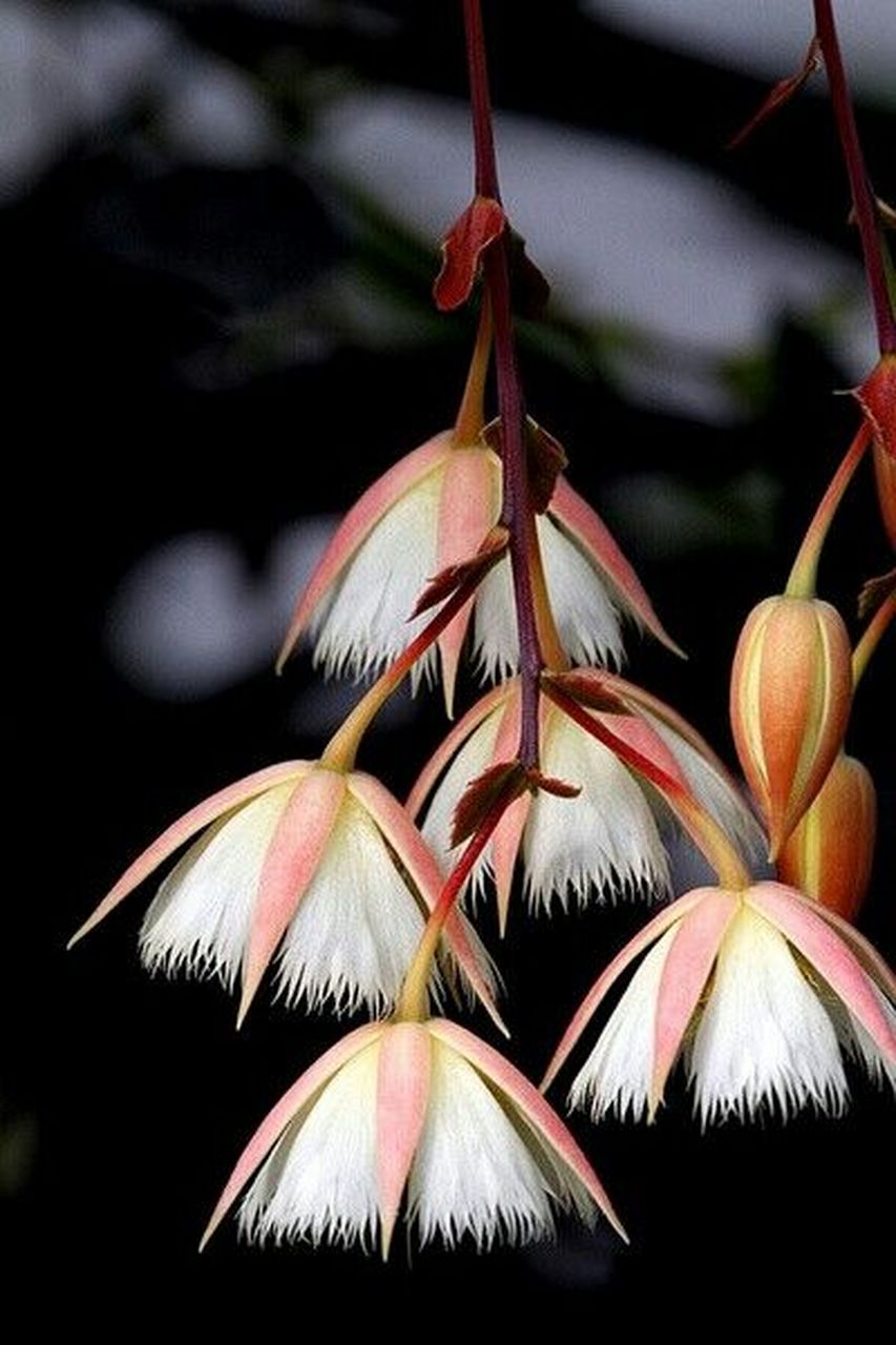 白色菊花---真實坦誠 紅色素菊,玫瑰---我愛你 白色花束---把我的