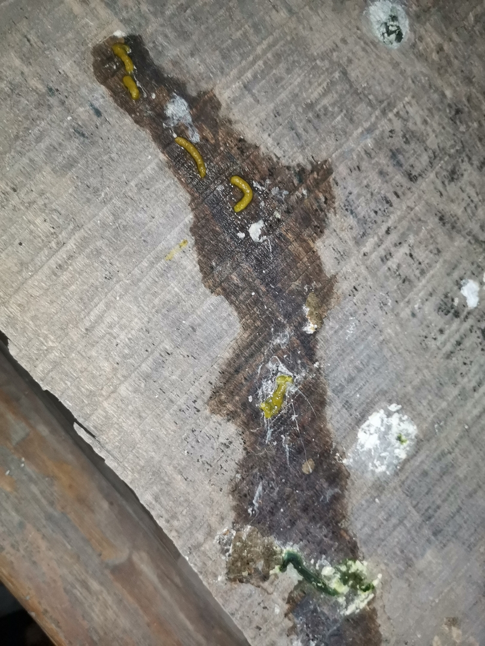 鸽子十分钟拉四五次这样的清水,是什么原因啊,要用什么药治,哪位大神