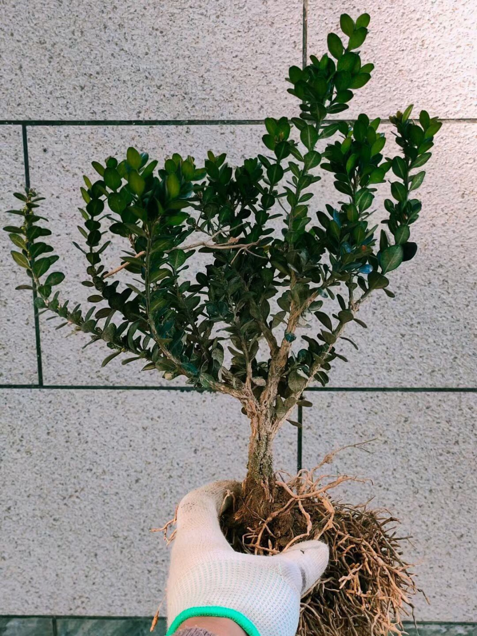 龙鳞黑珍珠黄杨四年苗,1.5公分左右