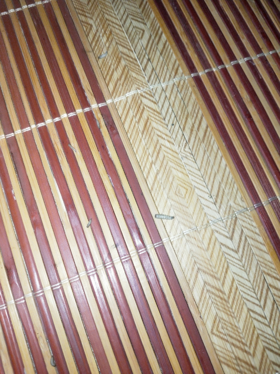 这是什么虫子,有哪位大佬知道