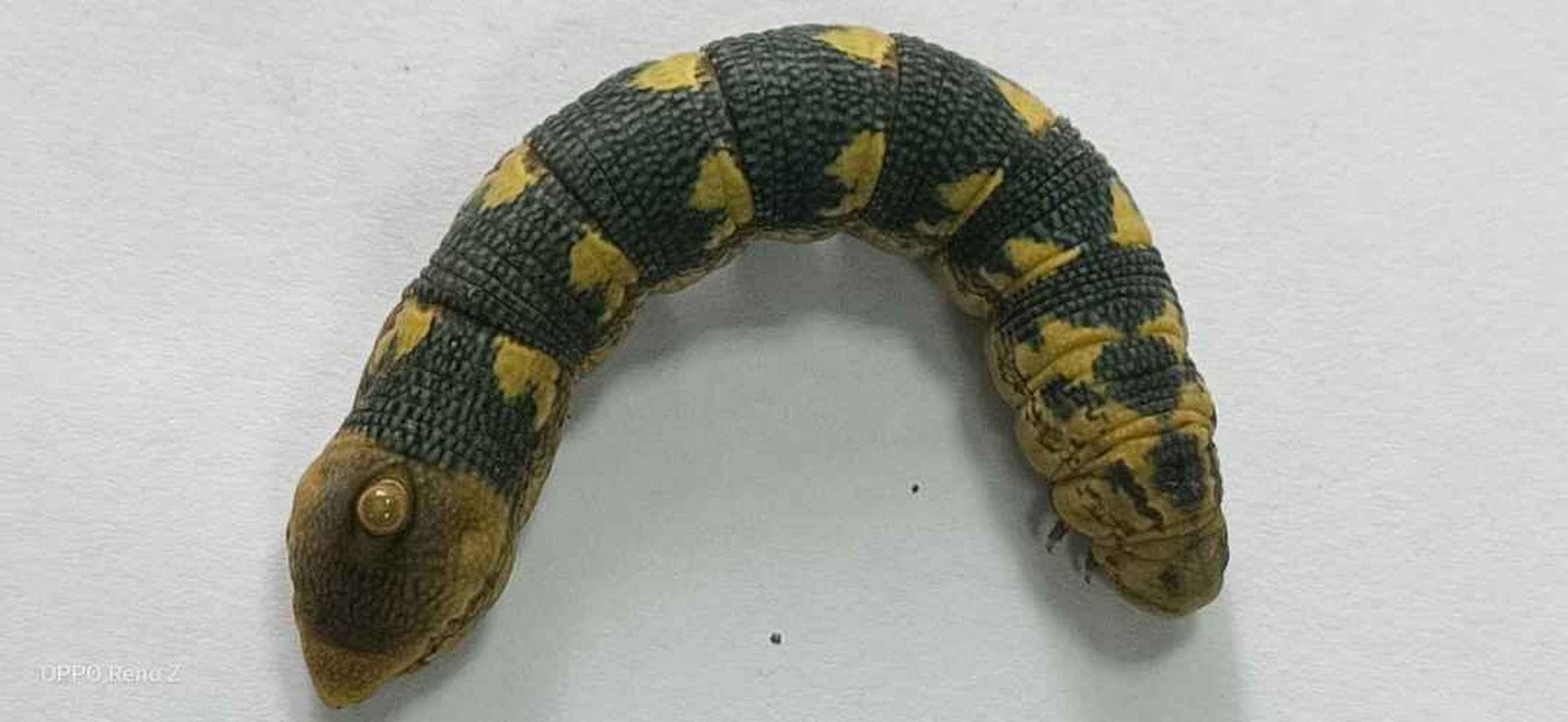 【问虫】葡萄昼天蛾幼虫?