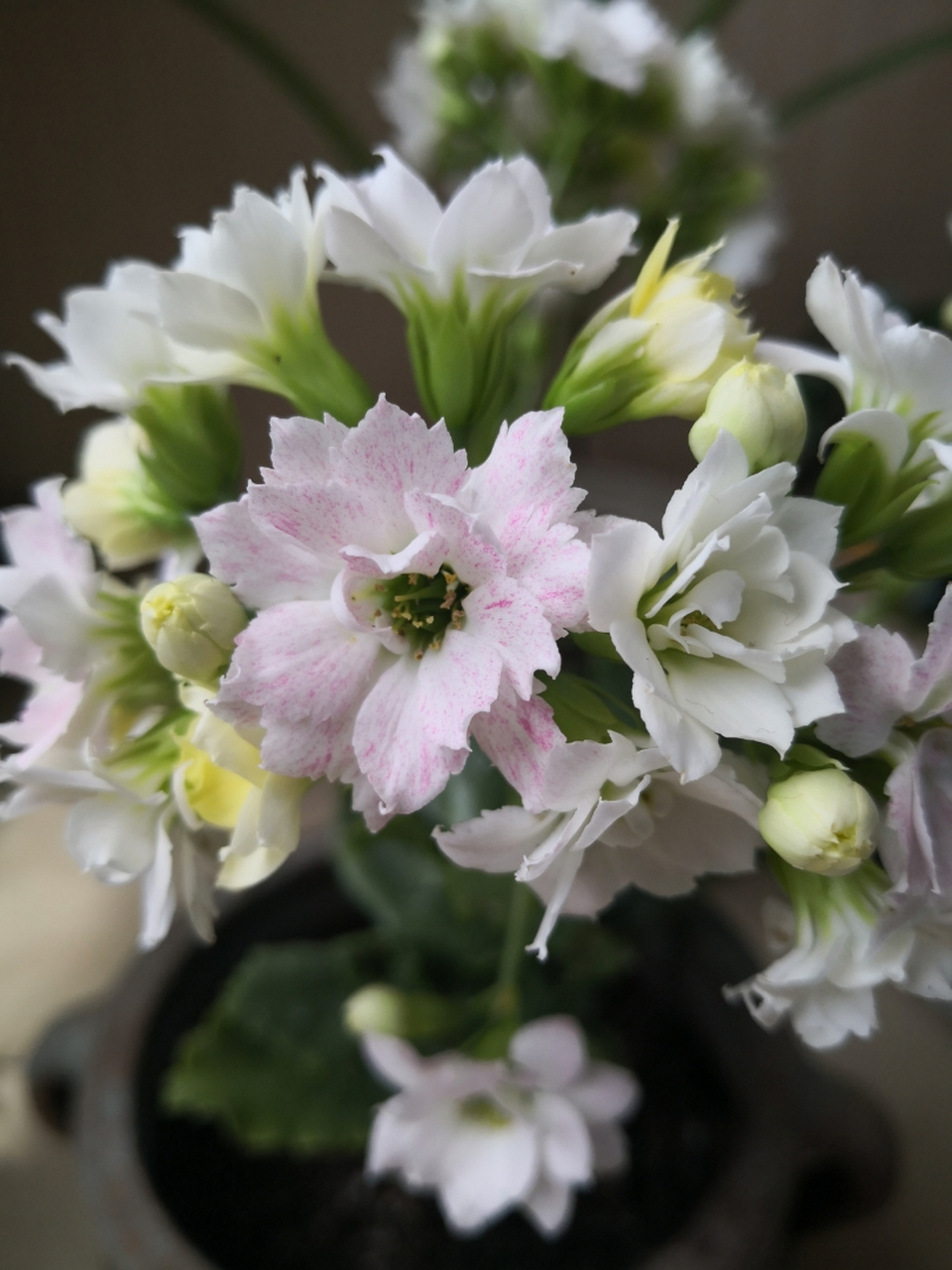 长寿花罗伊花开