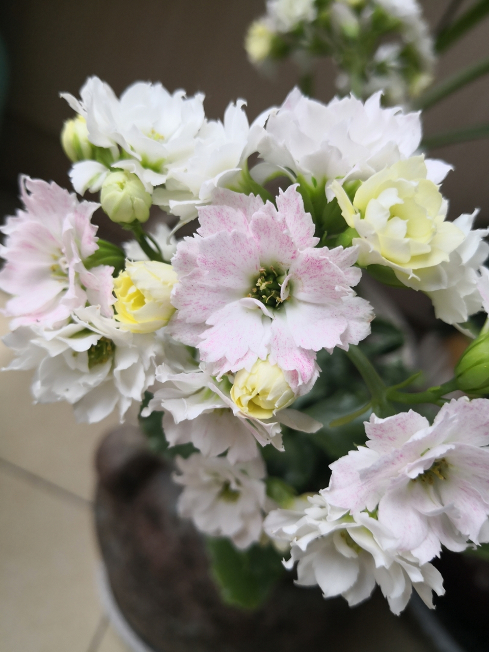 长寿花罗伊花开