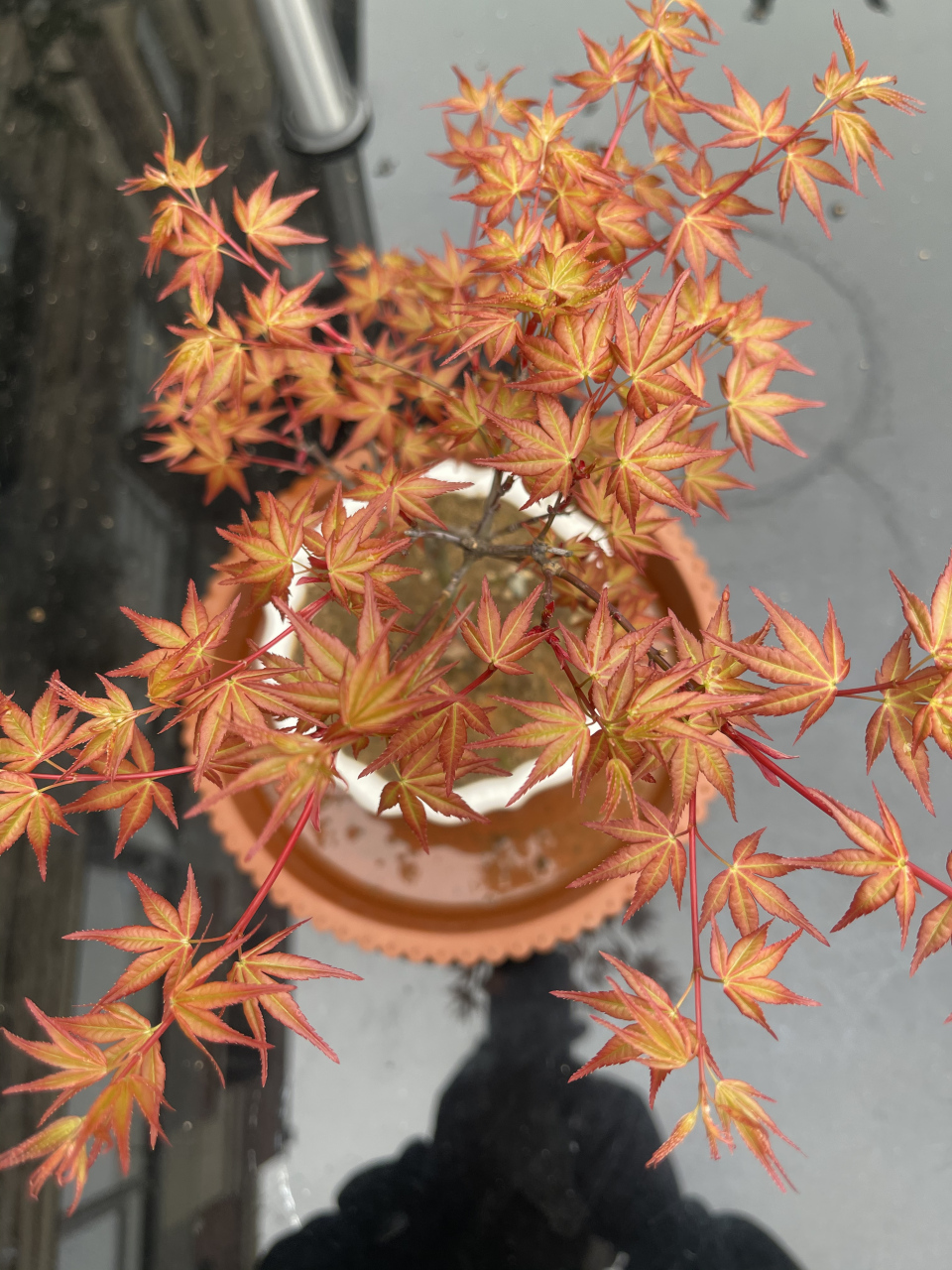 买的说是红千鸟,对板吗