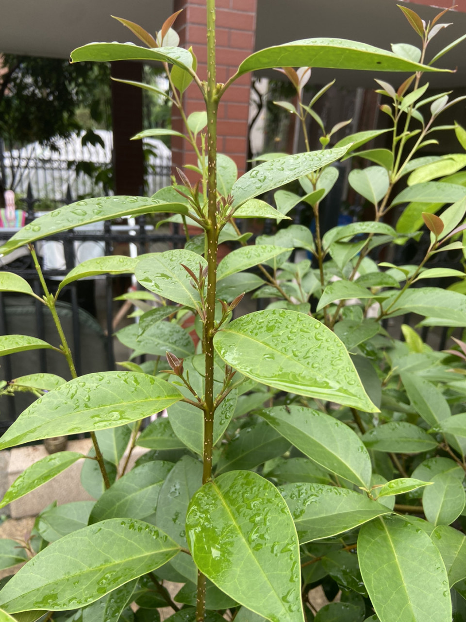 不开花绿植图片