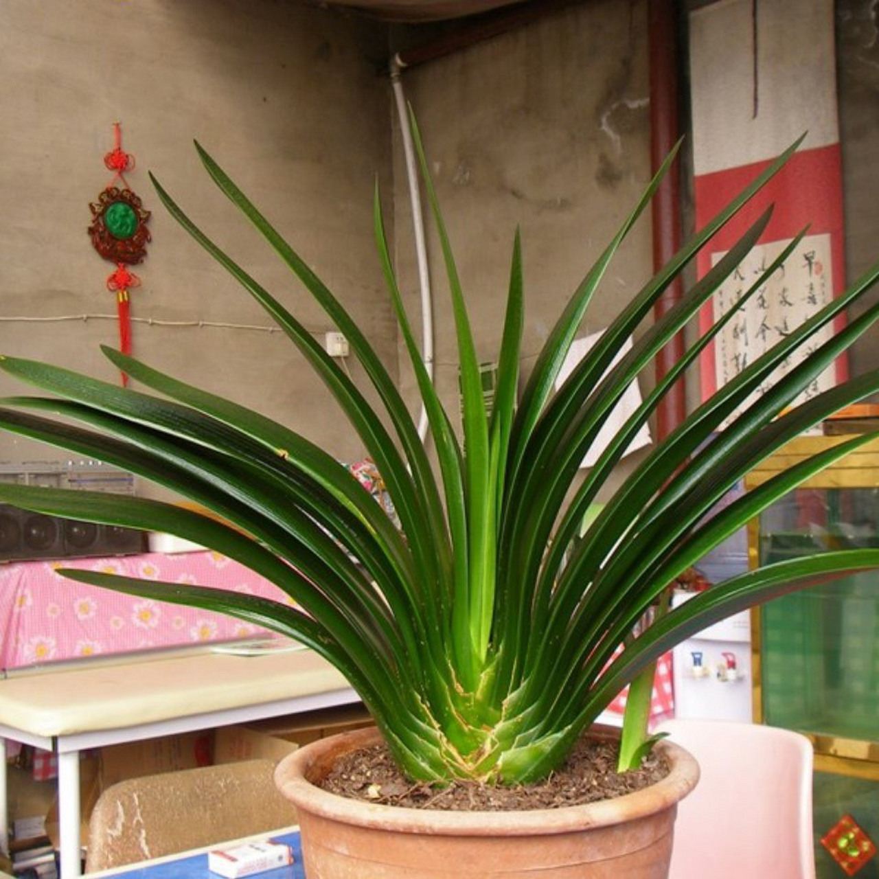 有的君子兰虽然座机也大,但是存叶数不多,但是无论怎样这类君子兰的叶