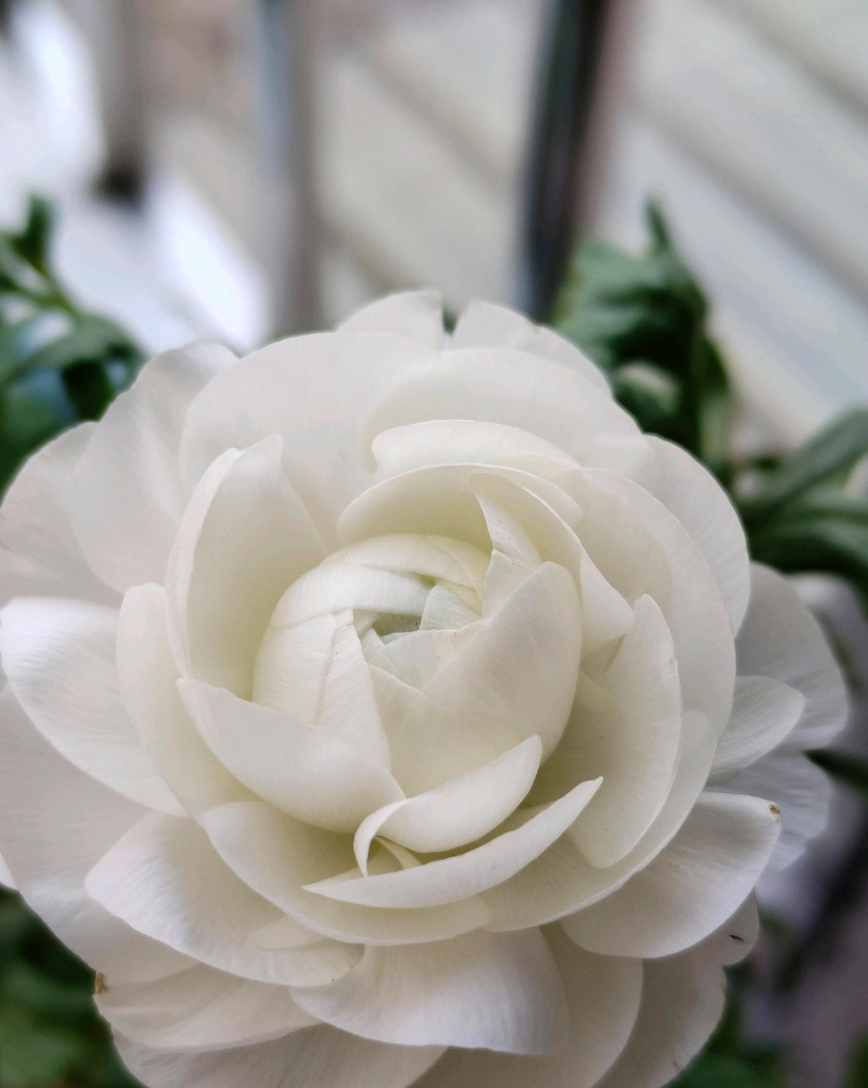 养花种菜小分队#花毛茛开花了,白色好看,洁白无瑕,我看看有多少喜欢