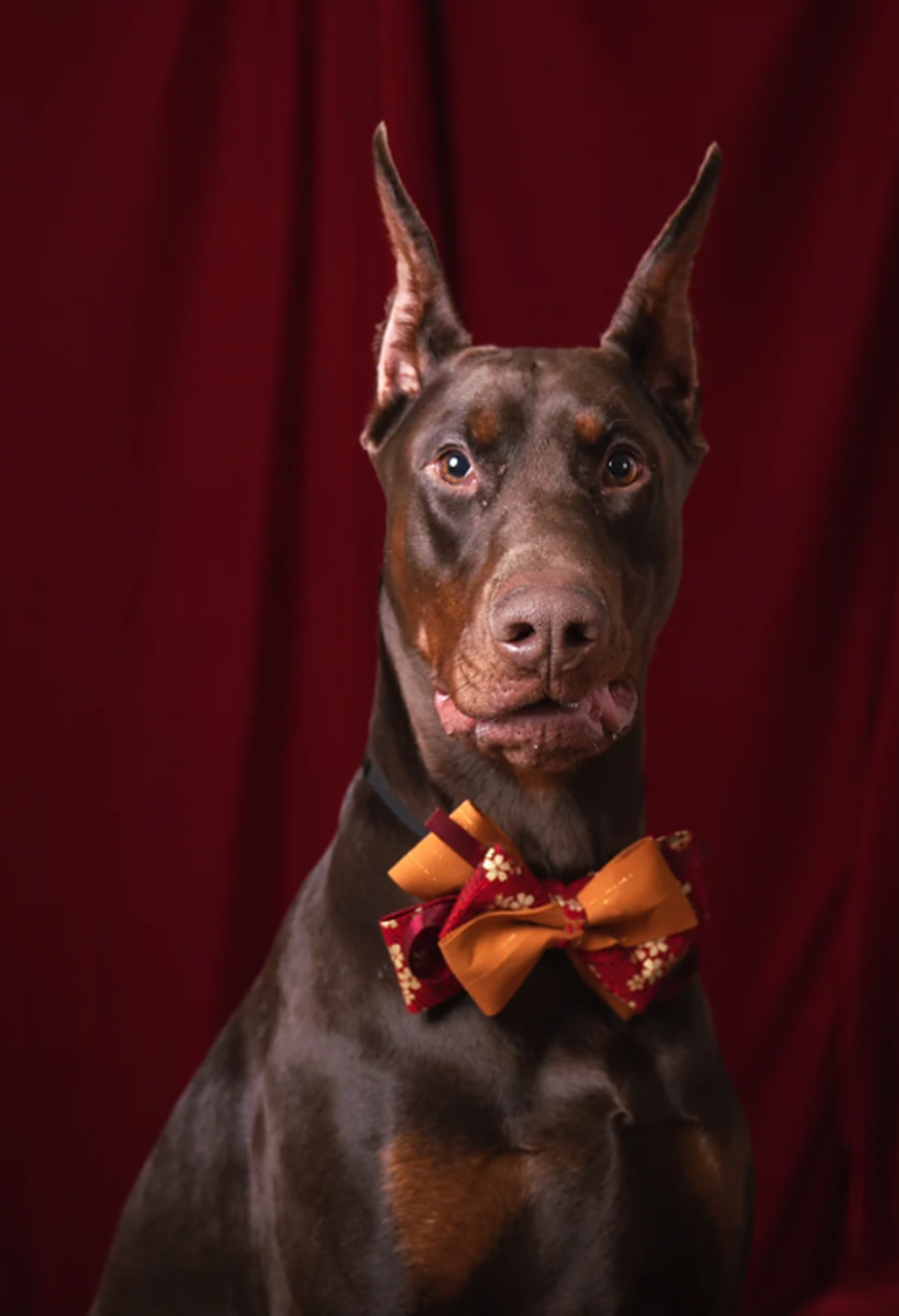 萌宠潮可爱#集帅气与憨憨于一身的杜宾新年照 性格活泼好动的八宝小