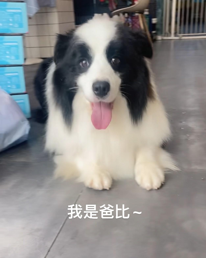 人家长会#自家的边牧生啦,6月4号出生的,两只蓝陨石弟弟,一直黑白妹妹