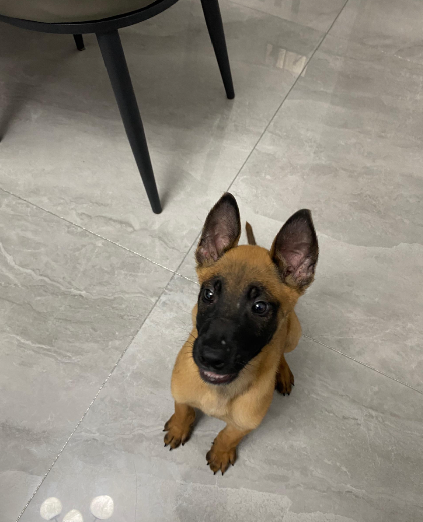 汪星人家长会 马犬马犬幼犬