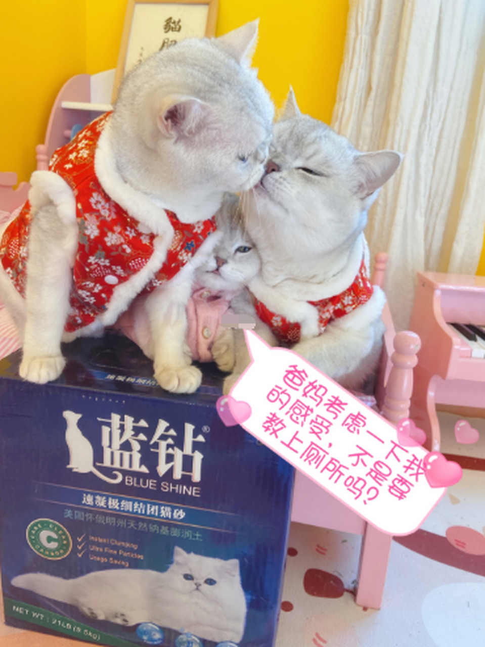 萌宠#猫咪爸妈教小猫上厕所 包仔和辣条的宝宝越长越大啦,喵宝宝学习