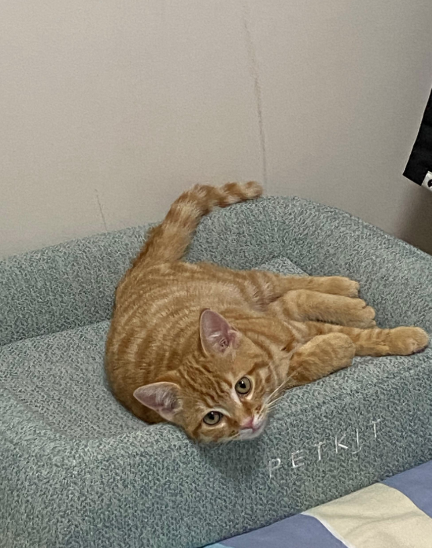 我家猫是豹猫和美短配的,妈是豹猫,爹是银色美短,生出来个橘猫,严重