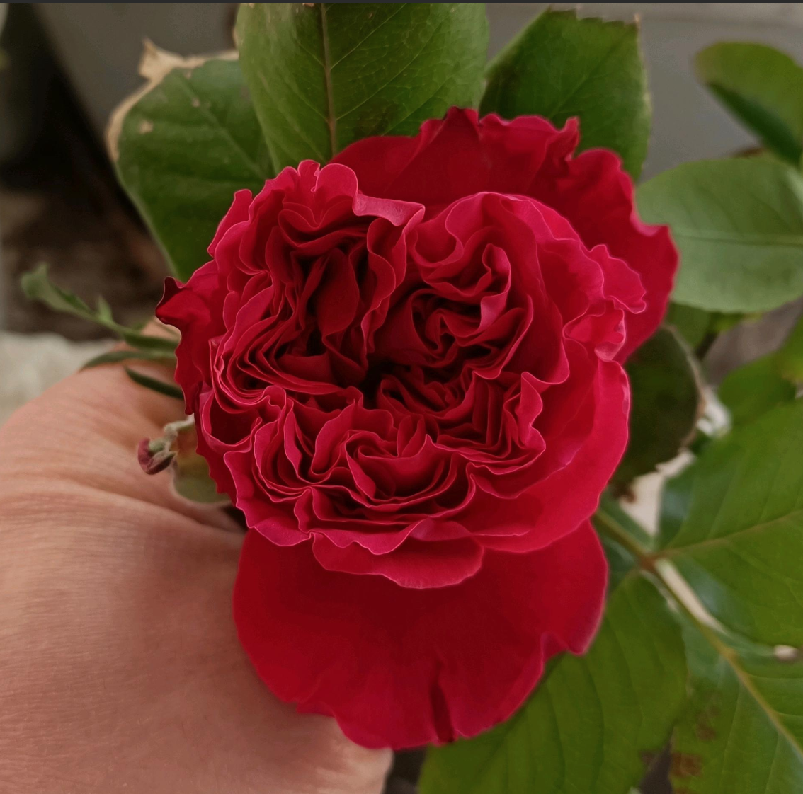 重瓣杜鹃开2年变单瓣,这不对版的也太离谱了吧.