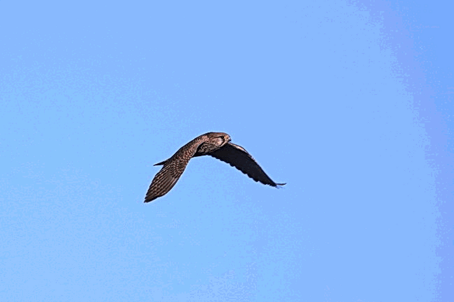 悬停的红隼#野生动物# #拍鸟# #红隼