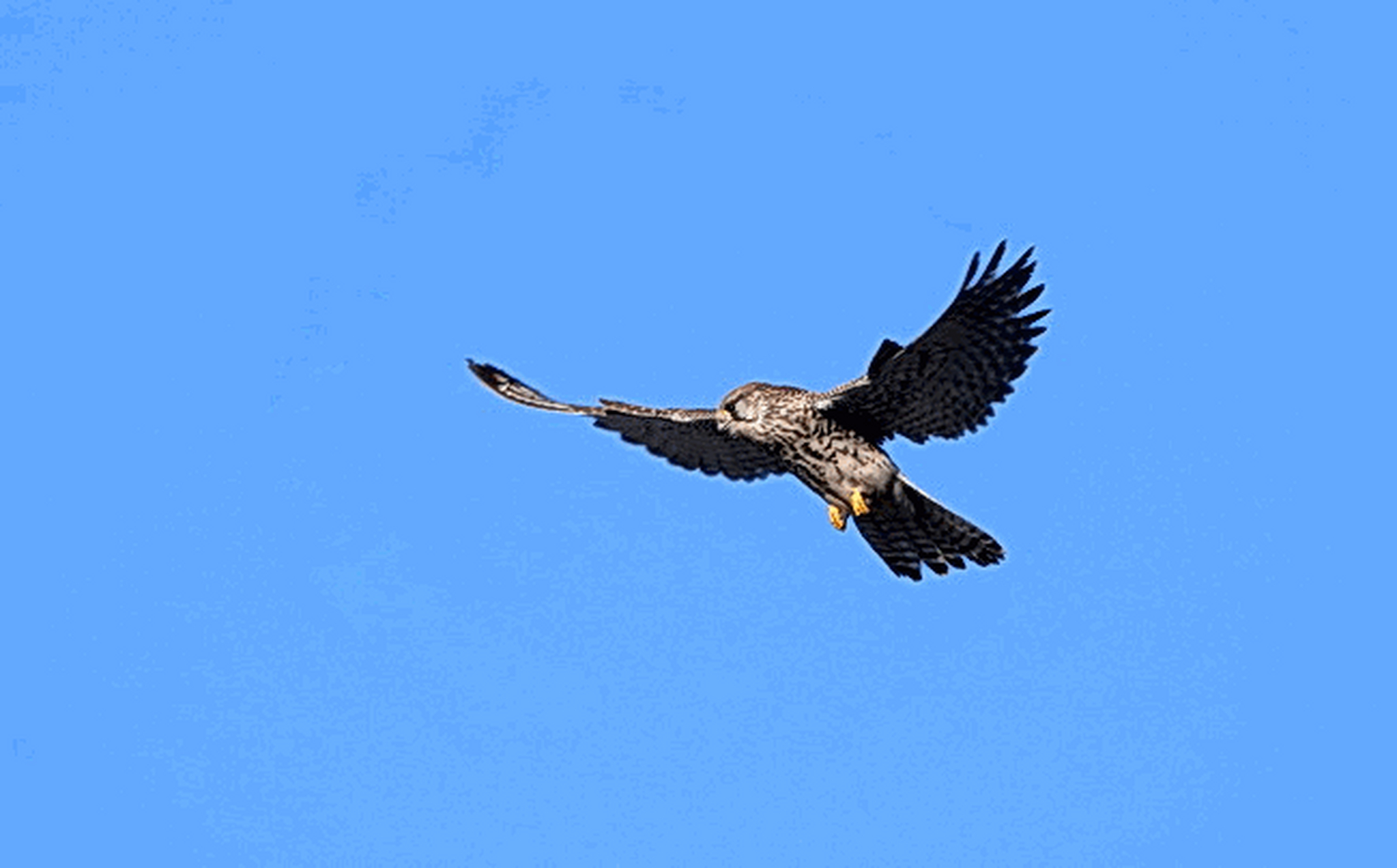 空中悬停的红隼 #野生动物# #拍鸟# #红隼