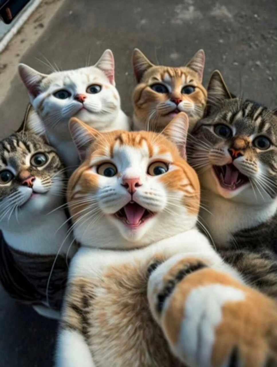 百度秋冬打卡挑战赛# 【猫咪自拍,见证历史的时刻】  两只小猫咪赵谮