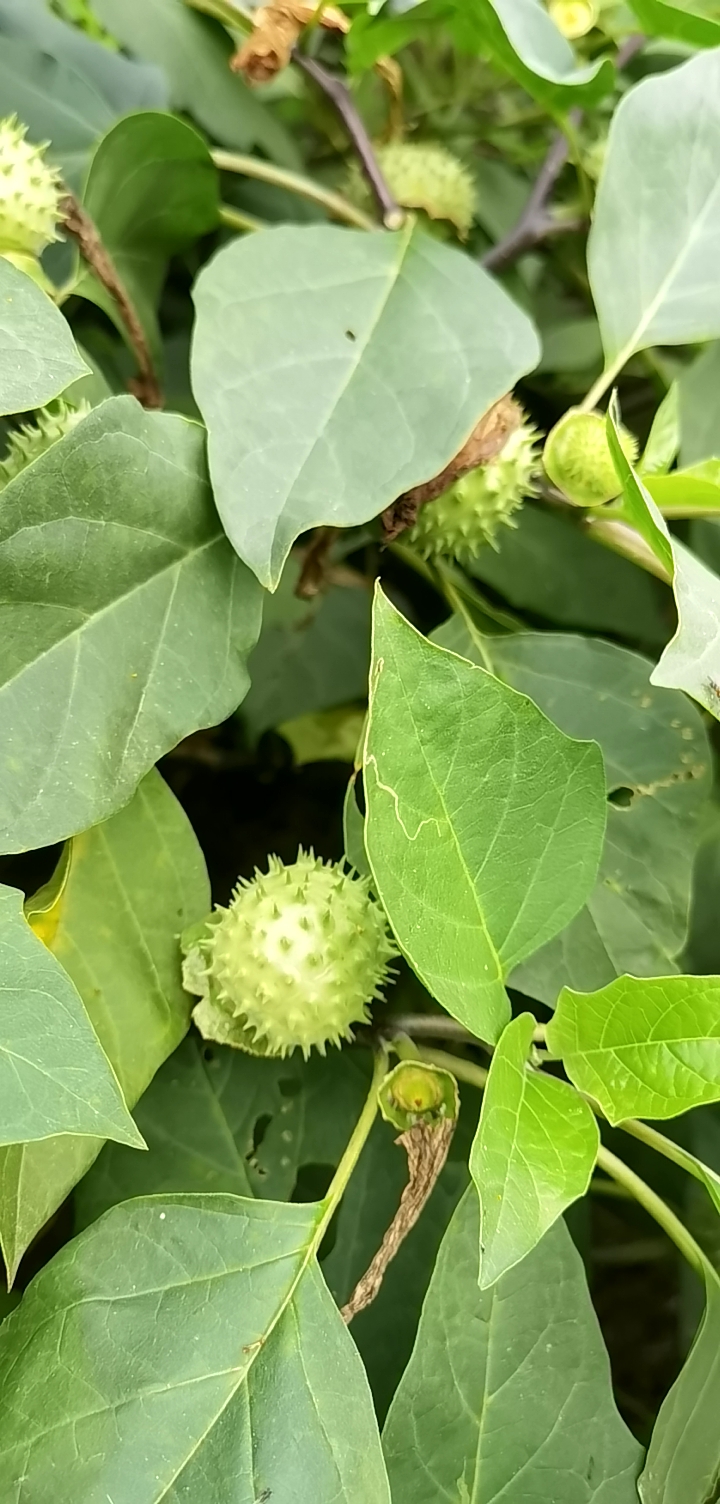 洋金花的果实图片